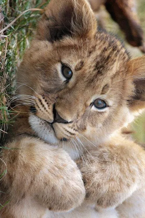 lION CUB.webp