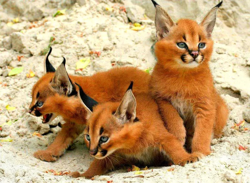 Caracals.webp