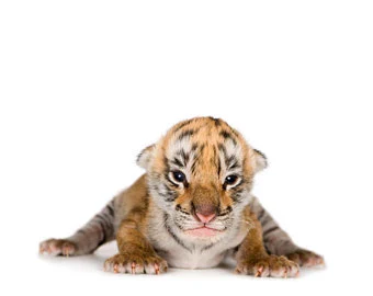 baby tiger.webp