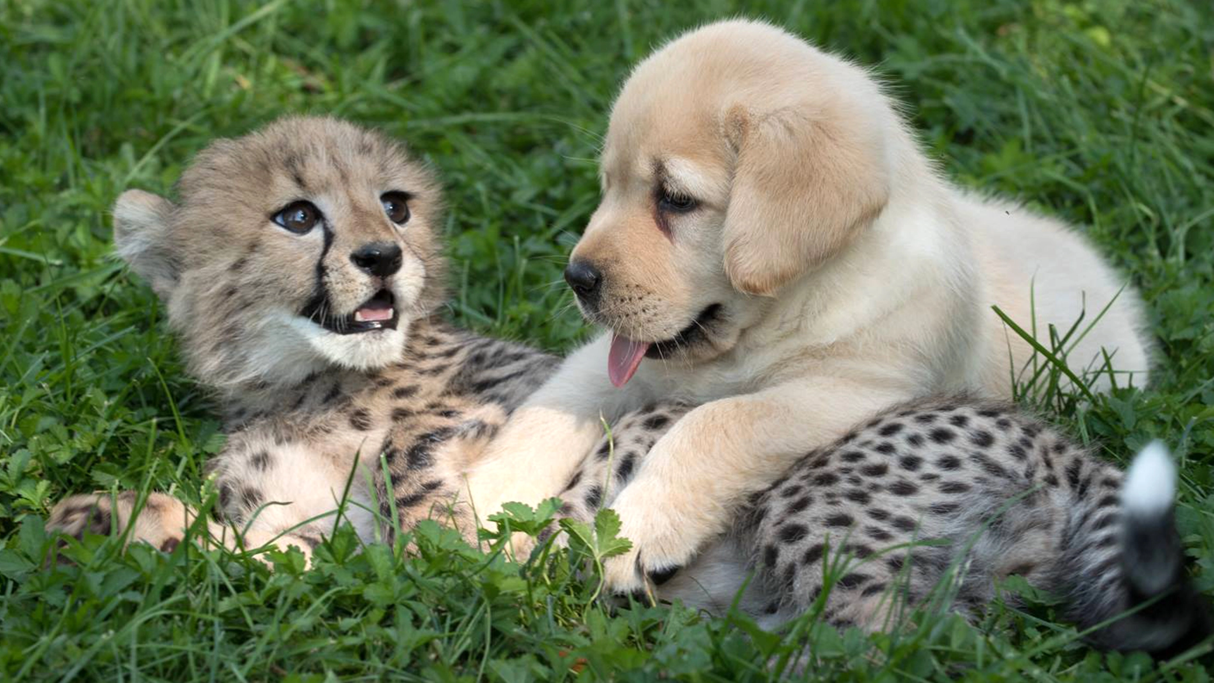 dog-cheetah-today-160908-tease_b95774caf4ca1eecfc4df641d8feddd0.webp