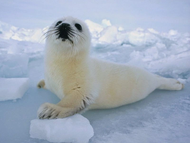 baby-harp-seal-2.webp