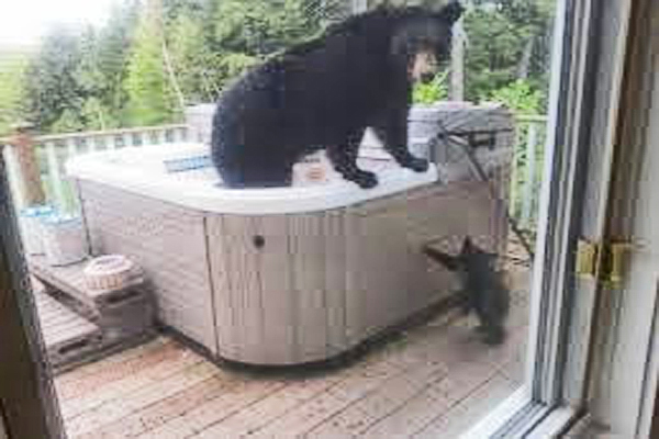 bear-in-a-hot-tub.jpg