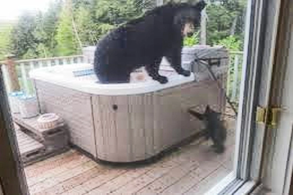 bear-in-a-hot-tub.webp