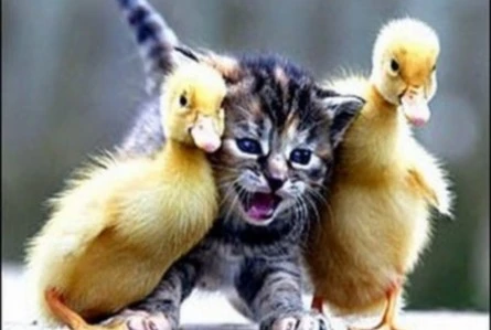 cute-kitten-being-squized-by-baby-ducks-445x299.webp