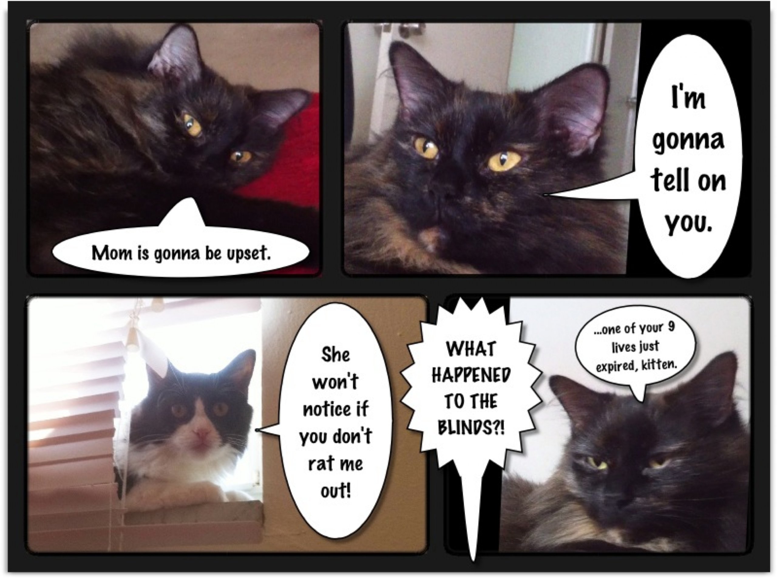 funny cat comic.jpg