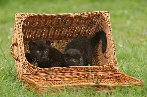 baby panther.webp