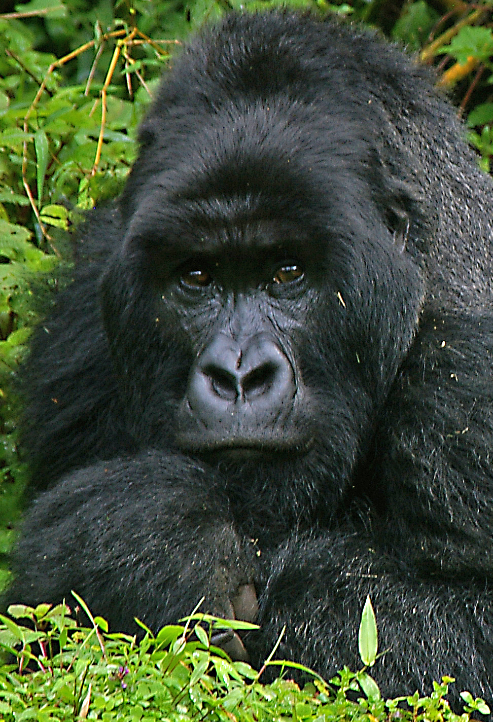 silverback 5 crop.jpg