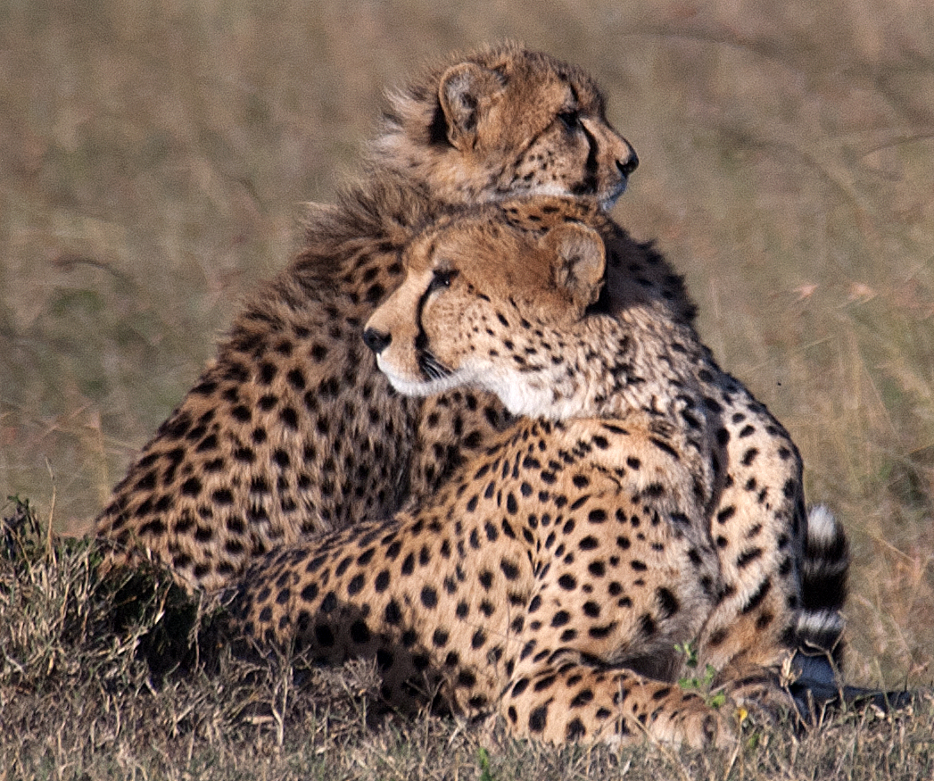 cheetah and cub9.jpg