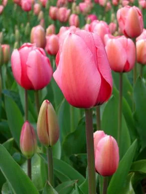 tulips.webp