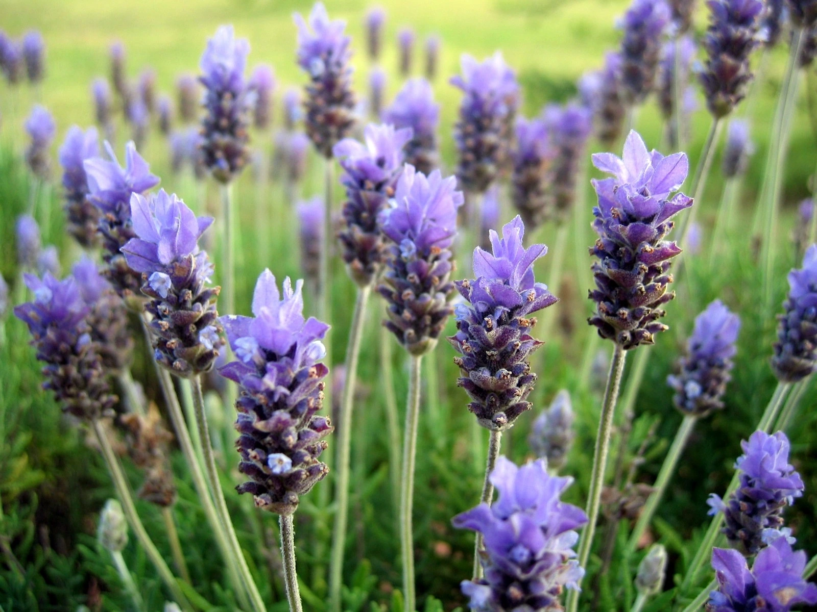 lavendar.webp