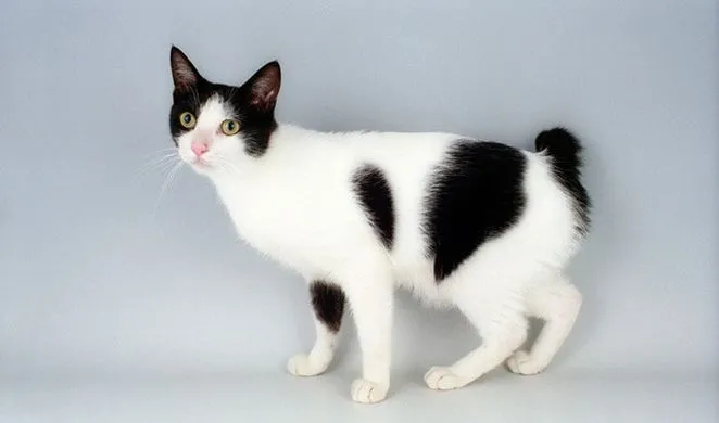 japanese bobtail.webp