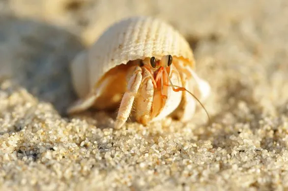 hermit crab.webp