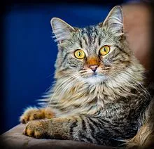 Lulu_-_A_typical_Maine_Coon_cat.webp