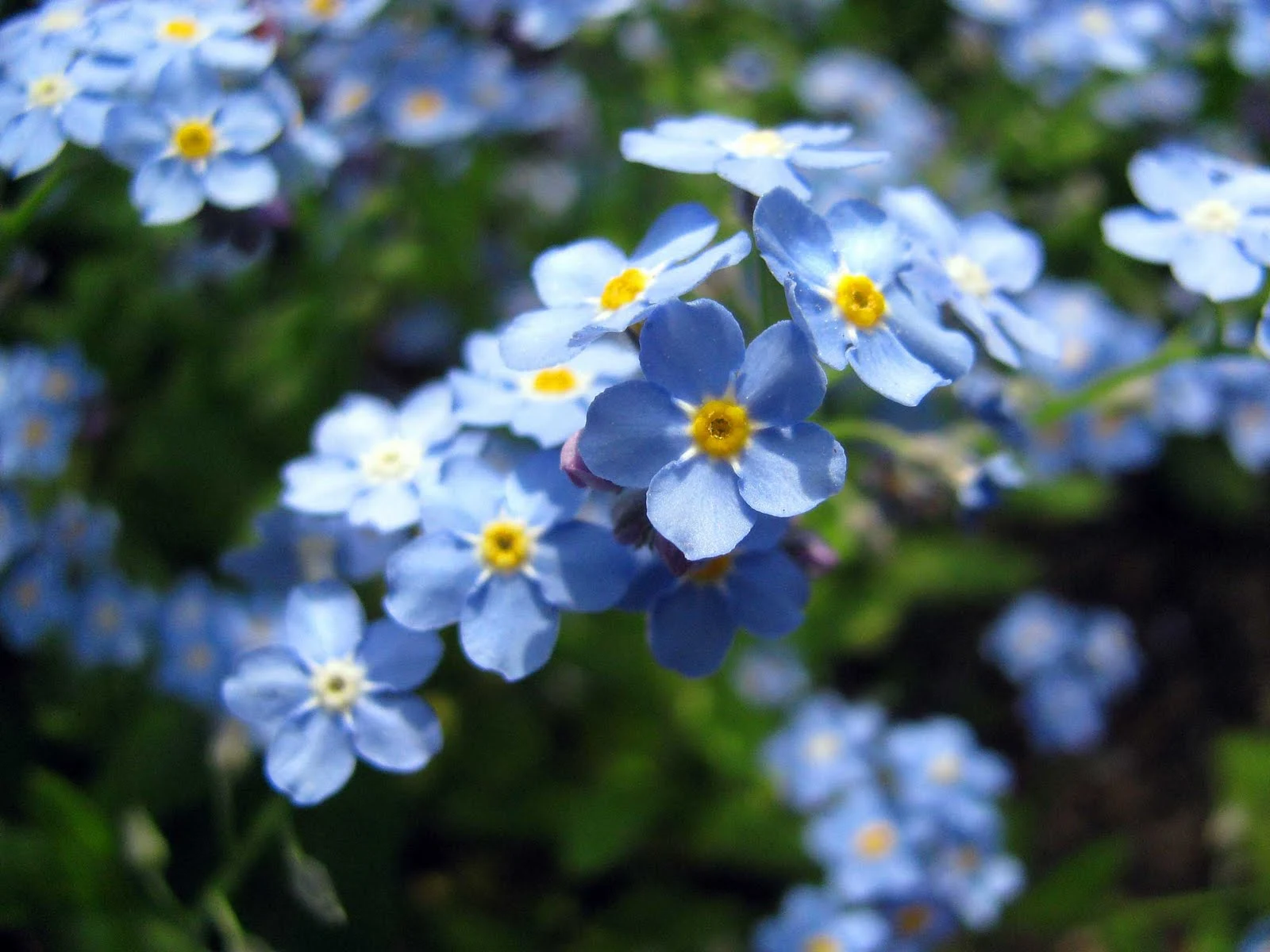 Beautiful-Blue-Forget-Me-Not-Flower-blue-34680851-1600-1200.webp