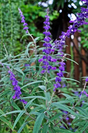 mexican sage.webp