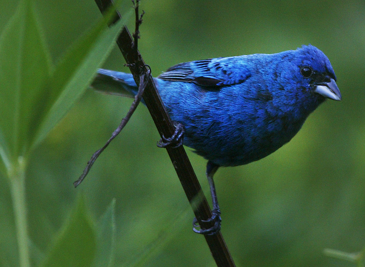 indigo bird.jpg