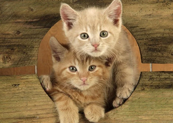 ginger-kittens-john-daniels.webp