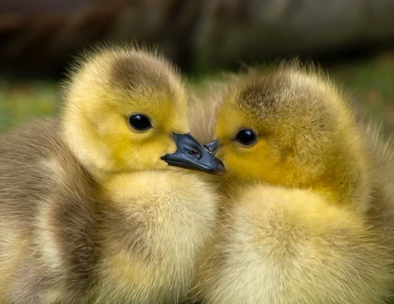 ducklings.webp