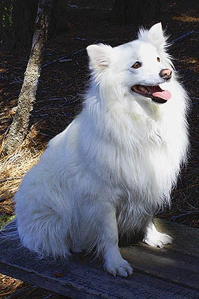 American Eskimo.webp