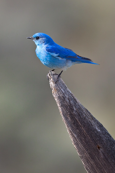 bluebird.webp