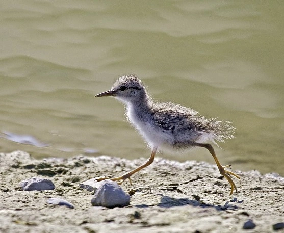 baby sandpiper2-1.webp