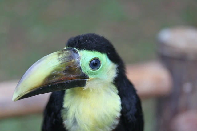 baby toucan.webp