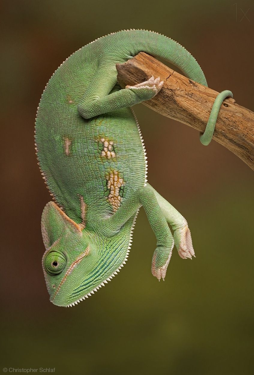 chameleon.jpg