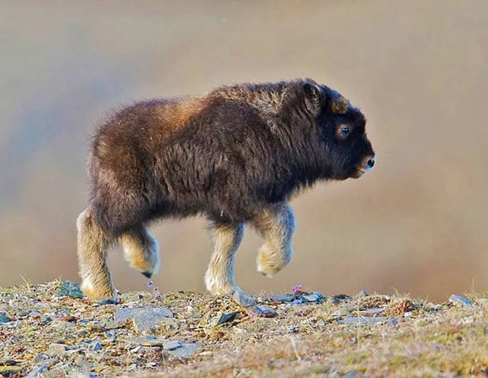 baby buffalo.webp