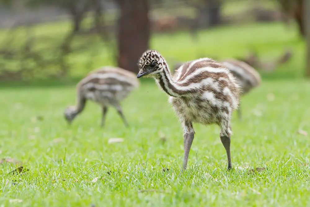 baby emu.webp