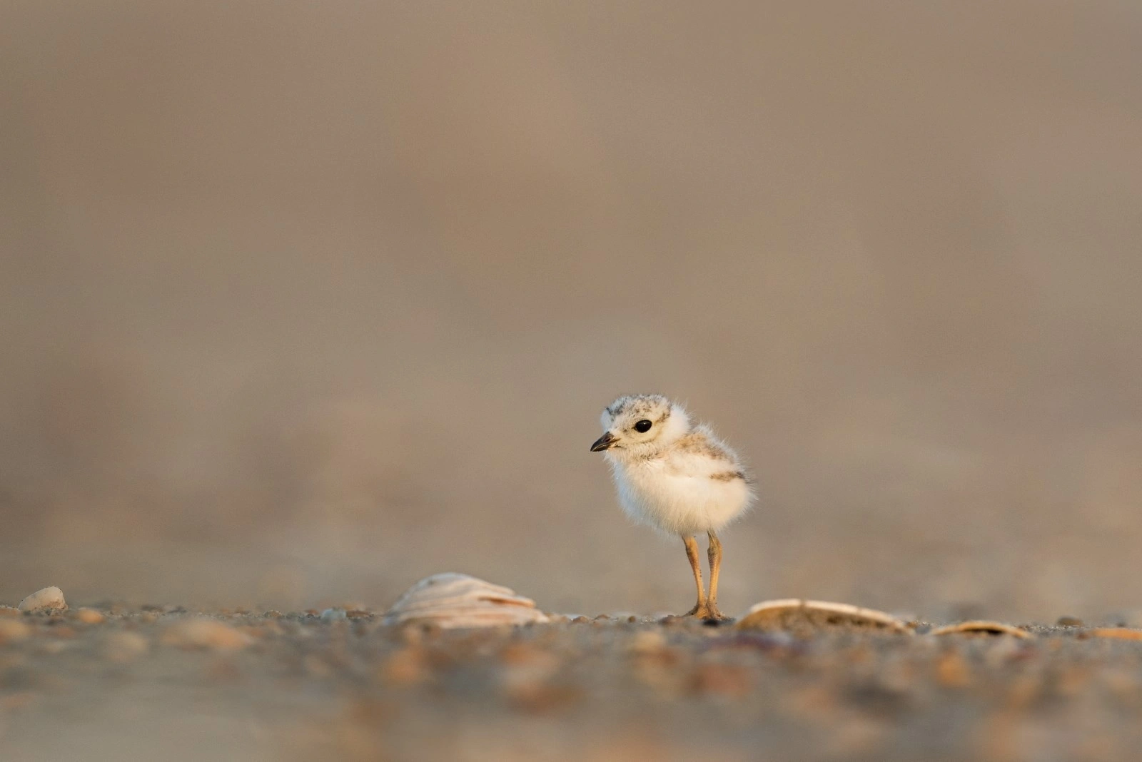 baby sandpiper.webp