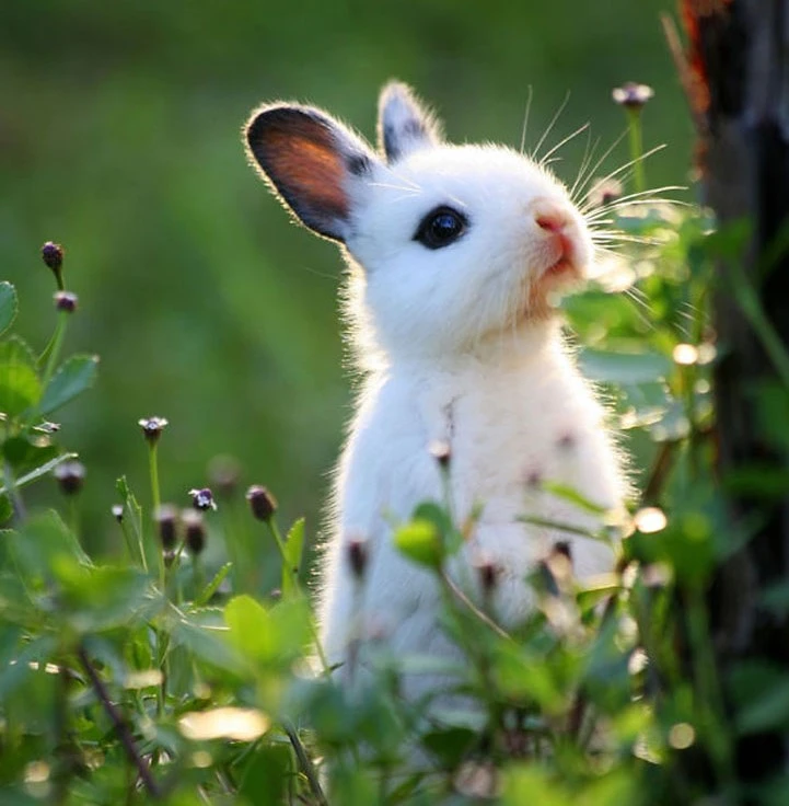 baby rabbit.webp