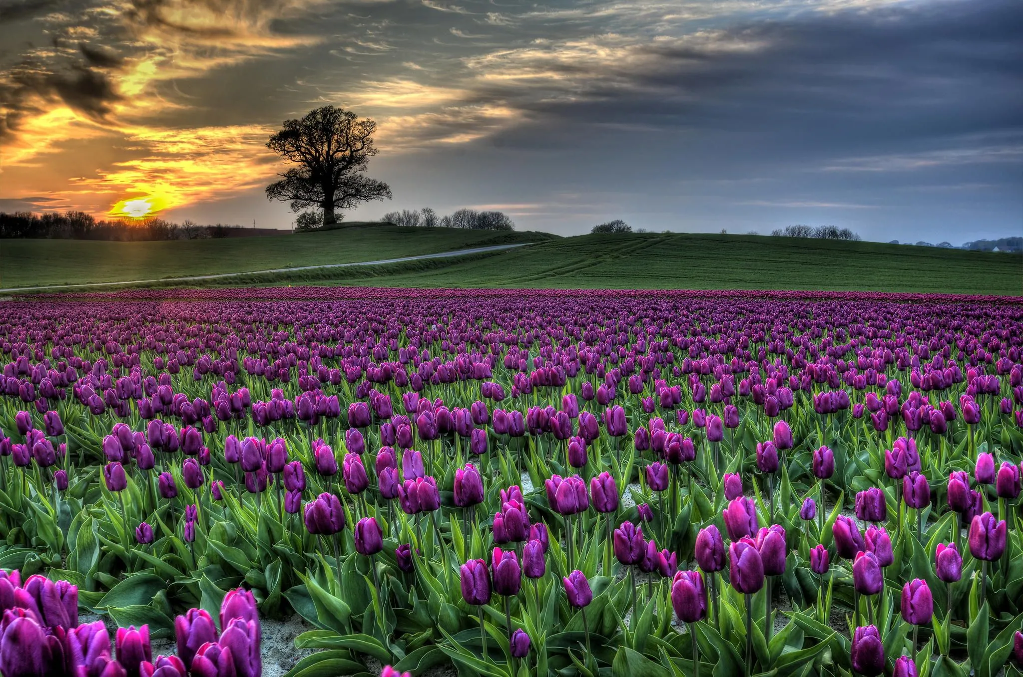 danish tulips.webp