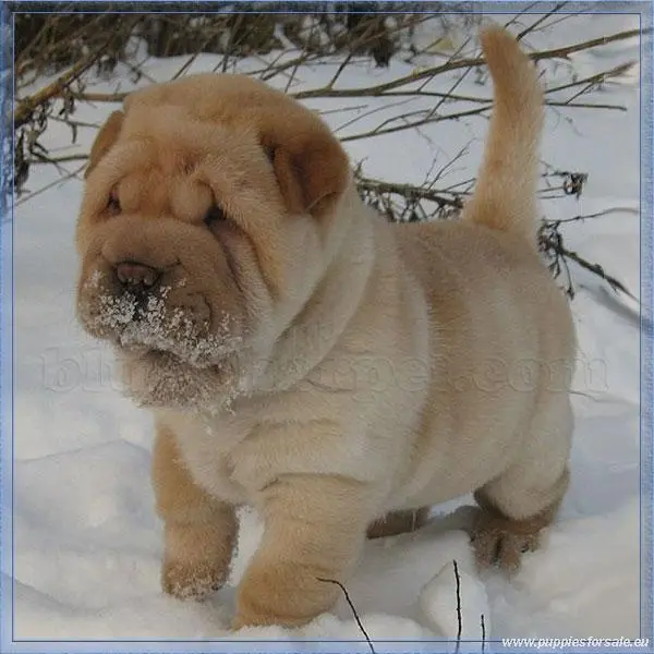 Shar-Pei-Puppy-Picture.webp