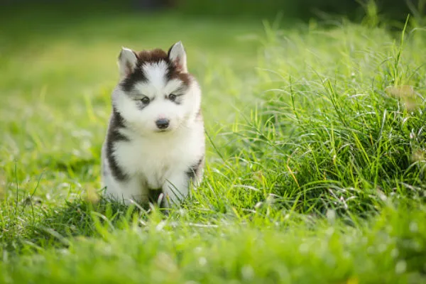 siberian_husky_cute_puppies.webp