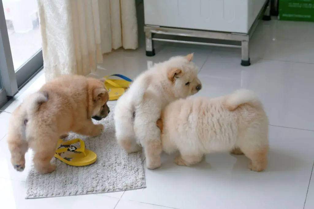 Three-Cute-Chow-Chow-Puppies-Playing.webp