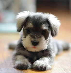 baby schnauzer2.webp