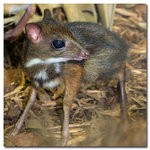 Chevrotain.jpg