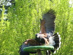 red-shouldered_hawk_landing.JPG