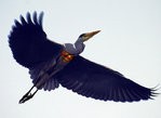 Superheron.jpg