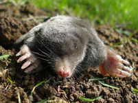 mole.png