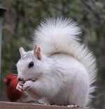 278263ed10c2b1d89ddc0f401e6a696f--squirrel-awesome.jpg