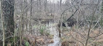 High water level in the raised bog.