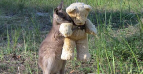 kangaroo.jpg