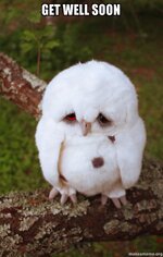 owl.jpg