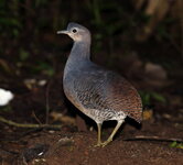 Crypturellus_noctivagus_-_Yellow-legged_tinamou.jpg