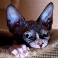 NervousSphynx