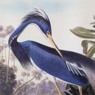 ardea cinerea