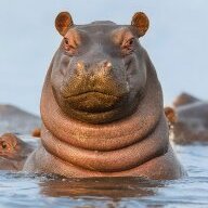 Potamus