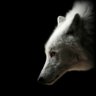 whitewolf