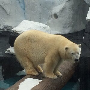 A Sad San Diego Polar Bear